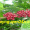 Bản tin thị trường cà phê ngày 23/5/2013