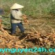 Bột khoai mì làm tan nát rừng